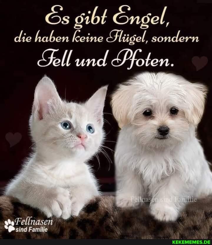 die haben keine Hügel, sondern
Fell und Pfoten.
sind Familie
sind Familie