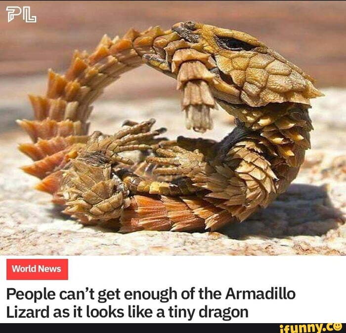 what does armadillo lizard eat