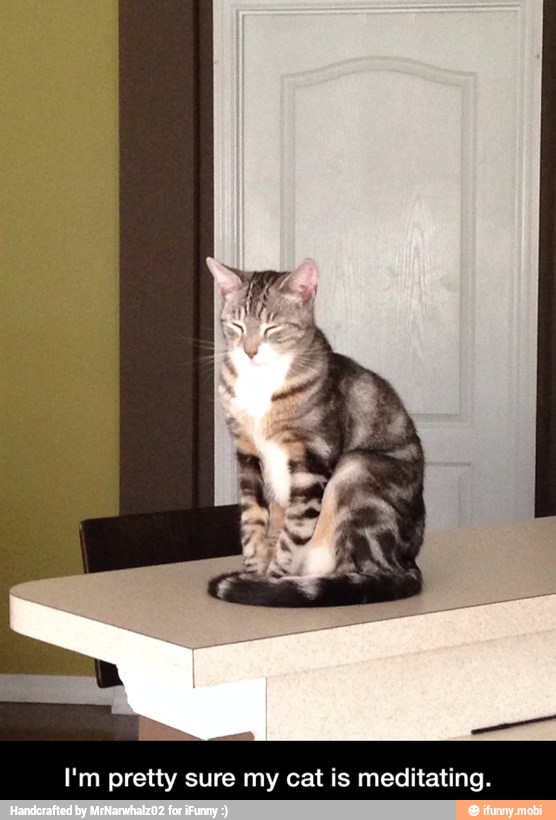 I'm pretty sure my cat is meditating. - I'm pretty sure my cat is meditating.