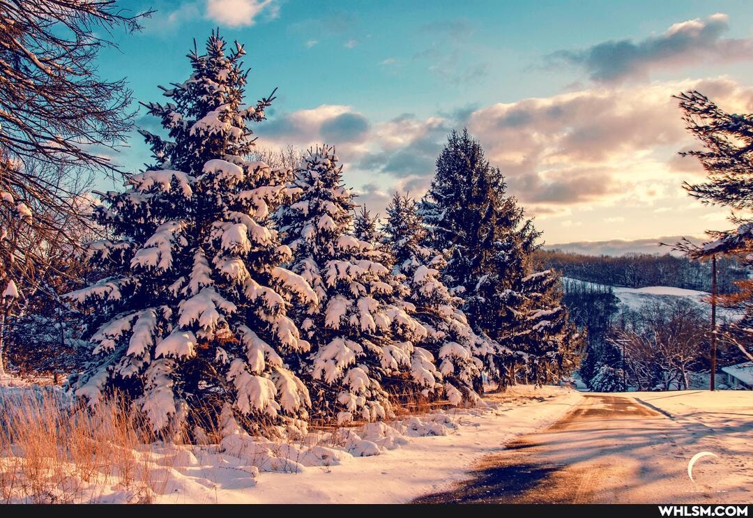 snowy, pines, noon, pennsylvania, oc