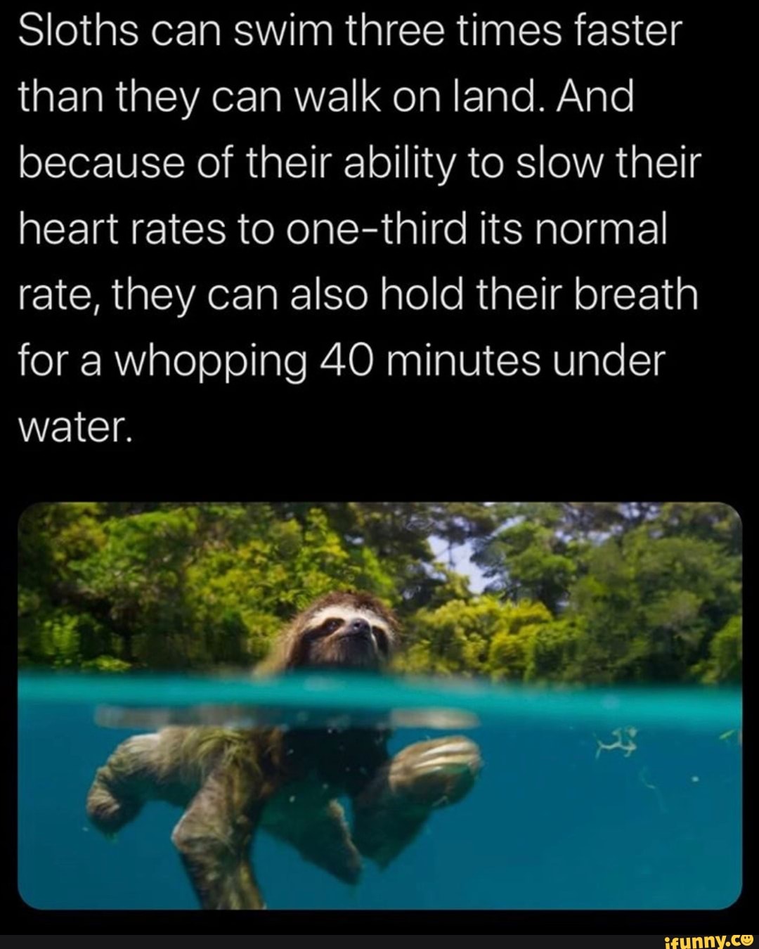 sloths swimming