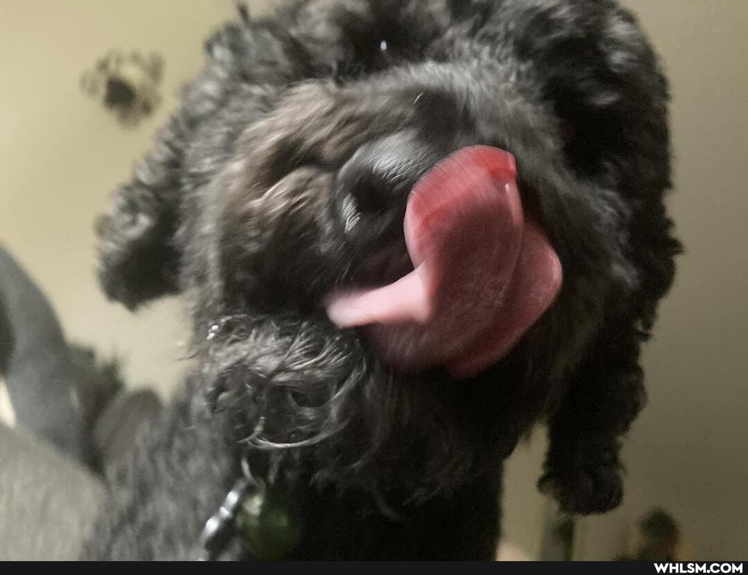 funny, dogs, aww, dogs_are_the_best_people