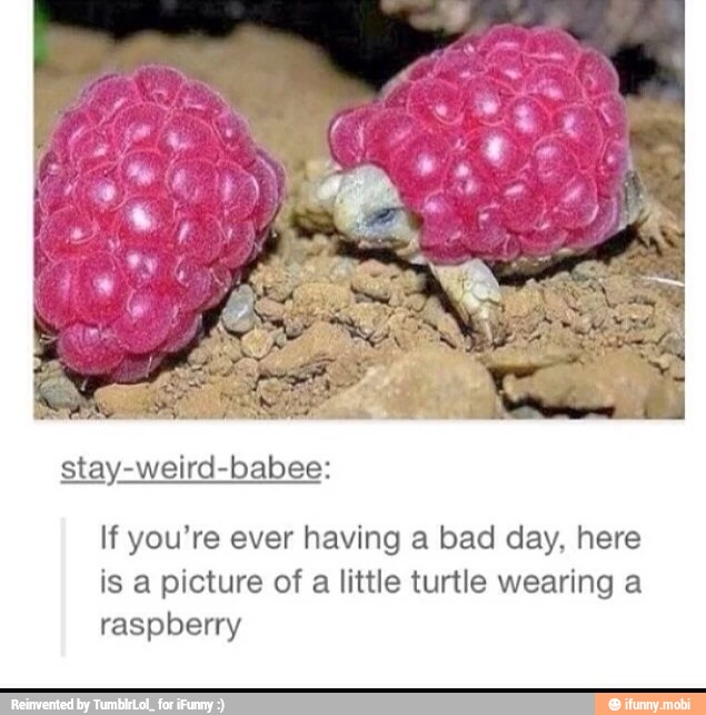 stay-weird-b: If you're ever having a bad day, here
is a picture of
little turtle wearing a
raspberry