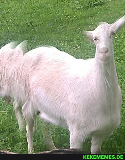 make, panorama, pics, goats