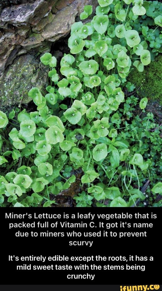 Miner's Lettuce is a leafy vegetable that is packed full of Vitamin C. It got it's name due to miners who used it to prevent scurvy
It's entirely edible except the roots, it has a mild sweet taste with the stems being crunchy - It's entirely edible except the roots, it has a mild sweet taste with the stems being crunchy