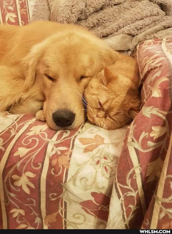 dog, pets, love, caturday
