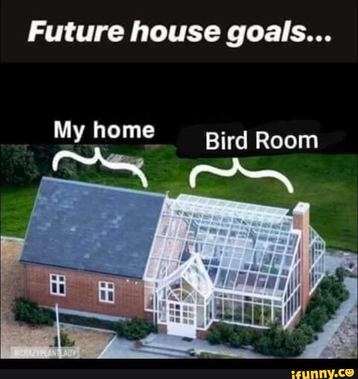 Bird memes. Best Collection of funny Bird pictures on iFunny - Family Bird Room With Glowing Sight