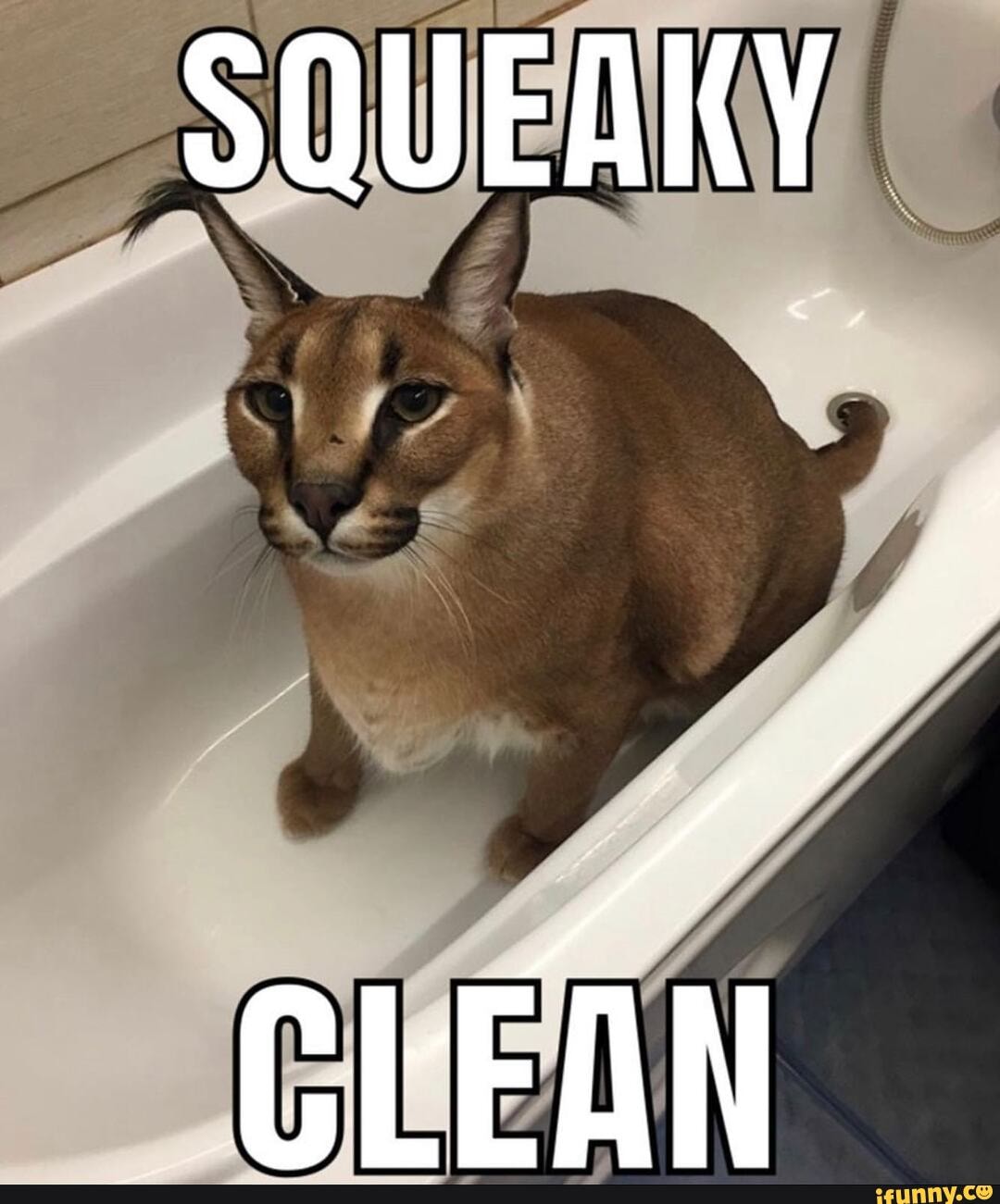 SQUEAKY
CLEQN