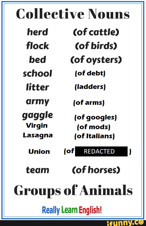 Collective Nouns herd (of cattle) flock (of birds) bed (of oysters