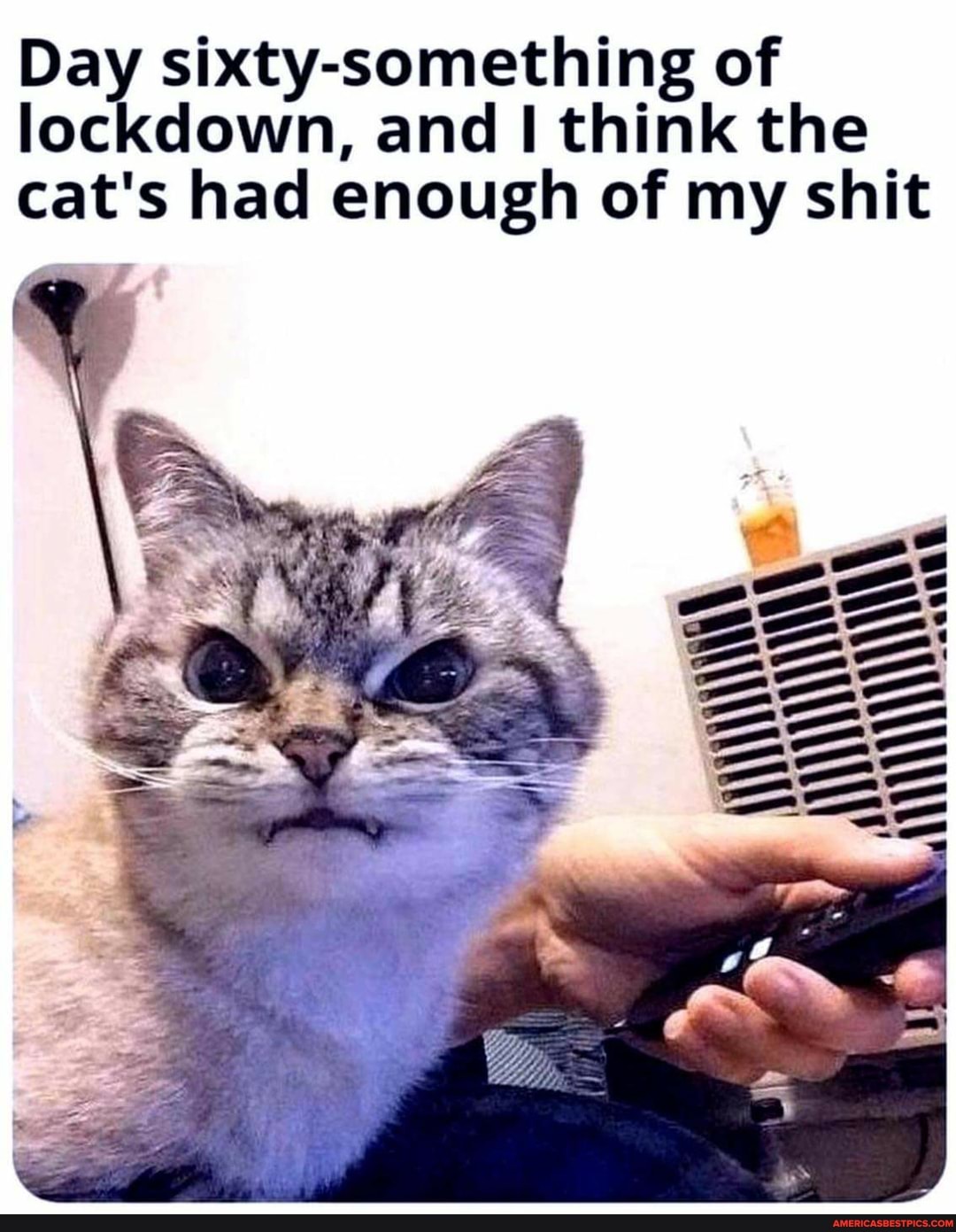 Day meth of lockdown, and I think the cat's had enough of my shit
AN