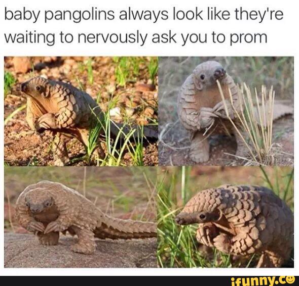 baby pangolins always look like they're
waiting to nervously ask you to prom