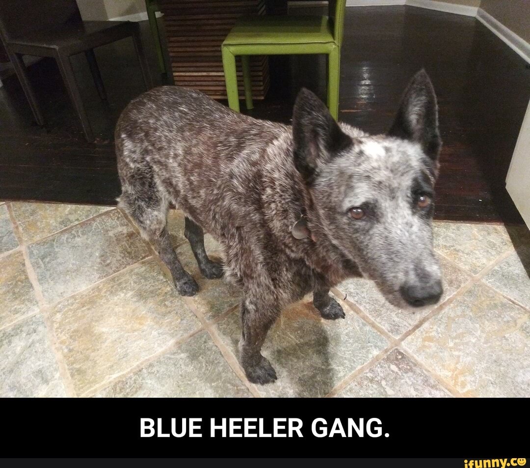 BLUE HEELER GANG. - BLUE HEELER GANG.