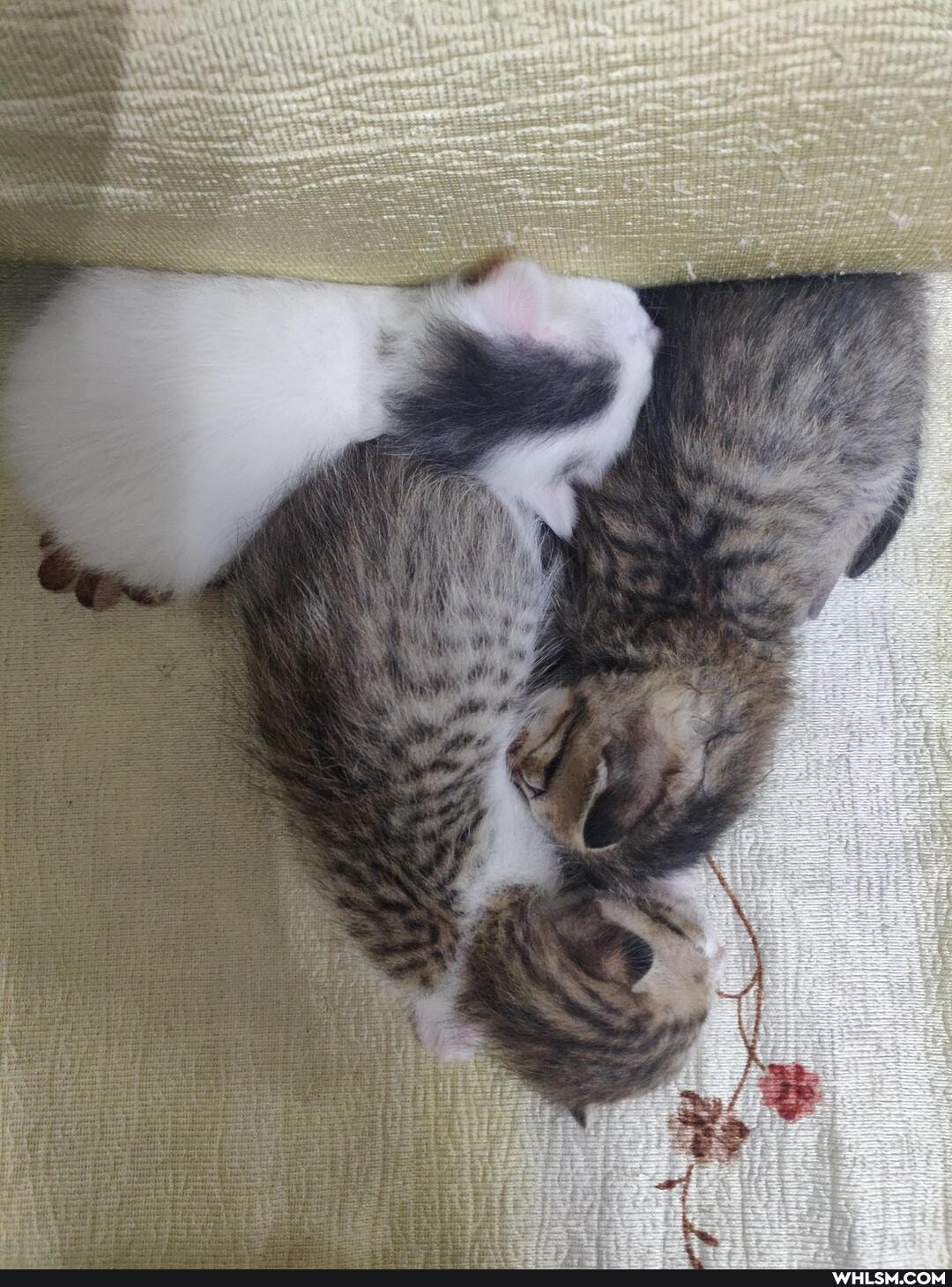 Triangle Memes Best Collection Of Funny Triangle Pictures On Whlsm