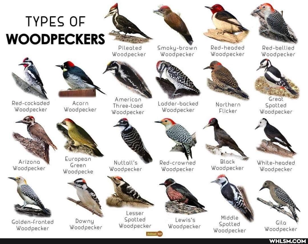 TYPES OF WOODPECKERS
Pileated Smoky-brown Red-headed Red-bellied
Woodpecker Woodpecker Woodpecker Woodpecker
Red-cockaded Acorn American Three-toed Ladder-backed Northern Grect Spotted
Three-toed Ladder-backed Northern Spotted
Woodpecker Woodpecker Woodpecker Woodpecker Flicker Woodpecker i European a
Arizona Nuttall's Red-crowned Black White-headed
Woodpecker Woodpecke Woodpecker Woodpecker Woodpecker Woodpecker
Lesser is! Middle is! iddle
Golden-fronted Downy Spotted Lewis's Gila
Woodpecker Woodpecker Woodpecker Woodpecker Spotted
Woodoecker Woodpecker