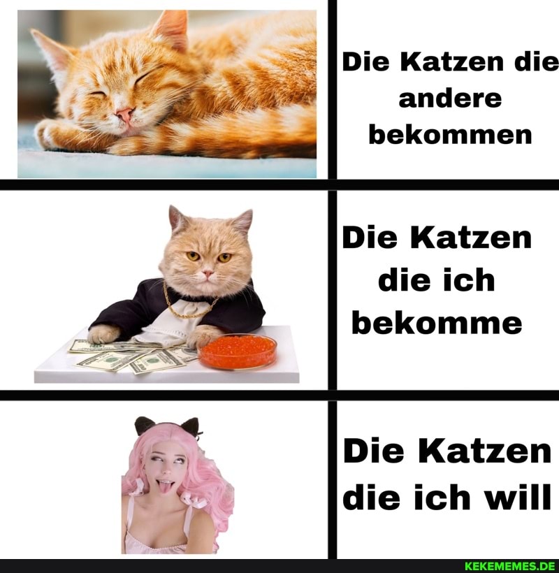 Die Katzen die andere bekommen
Die Katzen die ich bekomme
Die Katzen die ich will