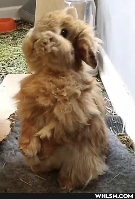 dogs, bunnies, ducks