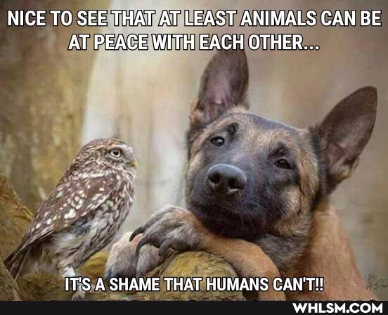 NICE TO SEE THAT AT LEAST ANIMALS CAN BE AT PEACE WITH EACH OTHER...
IT'S A SHAME THAT HUMANS CAN'T!