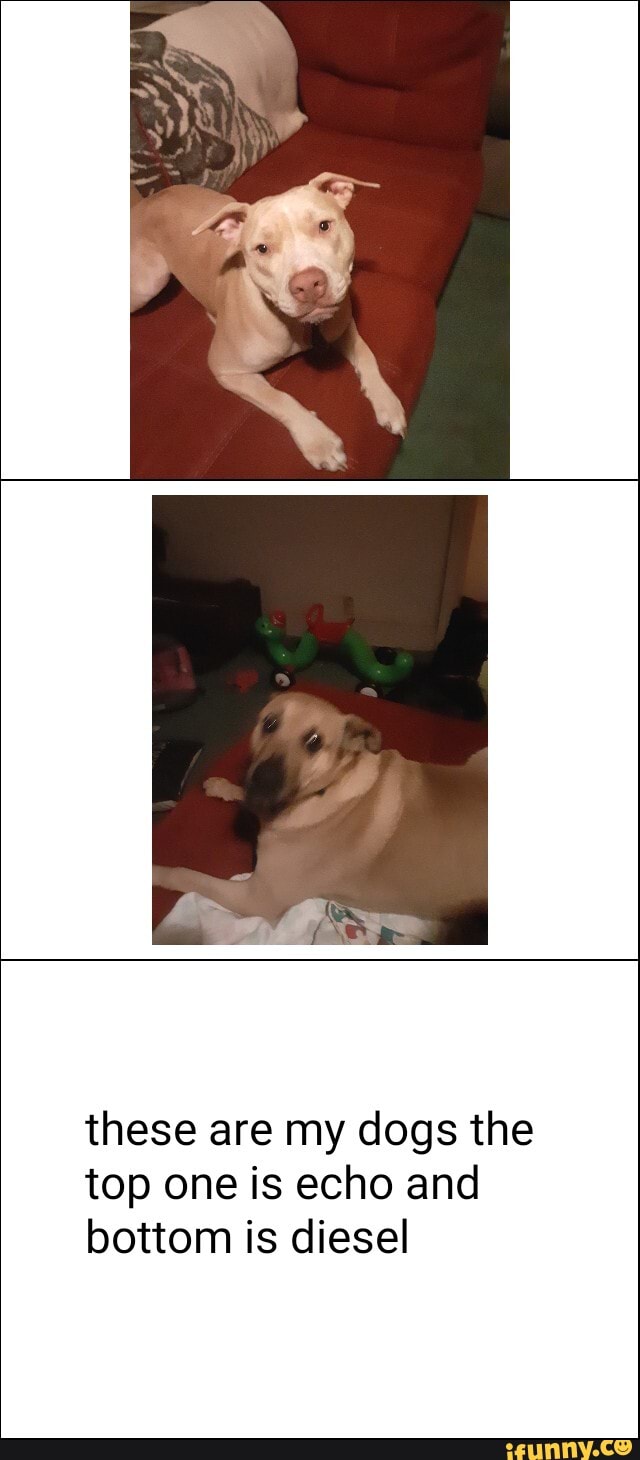 these are my dogs the
top one is echo and
bottom is diesel