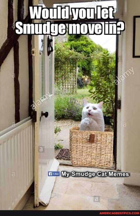 My Smudge Cat Memes