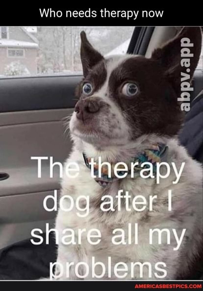 Who needs therapy now
The therapy dog after I share all my problems