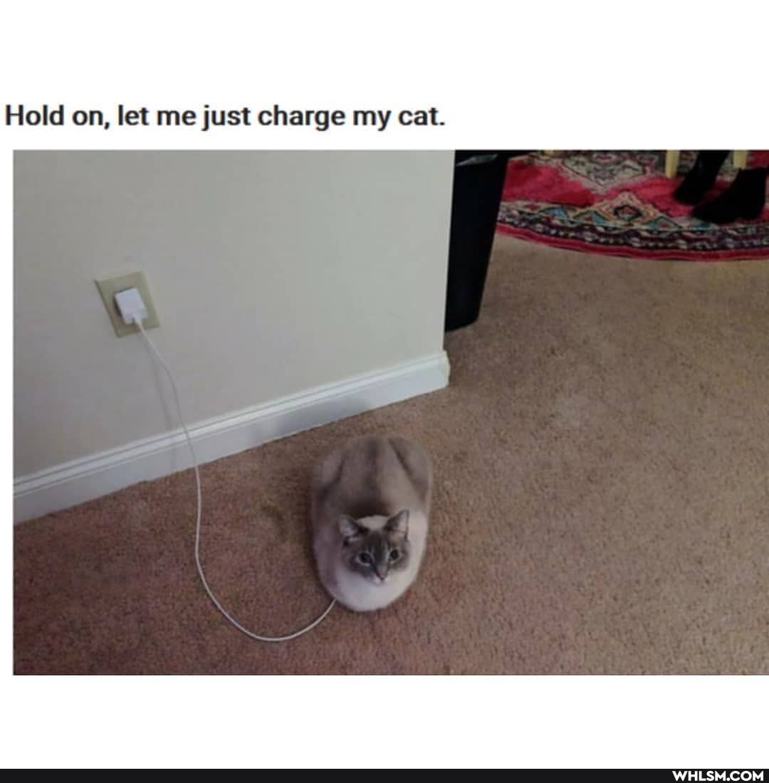 Hold on, let me just charge my cat.