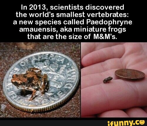 In 2013, Scientists Discovered The World's Smallest Vertebrates: Anew ...