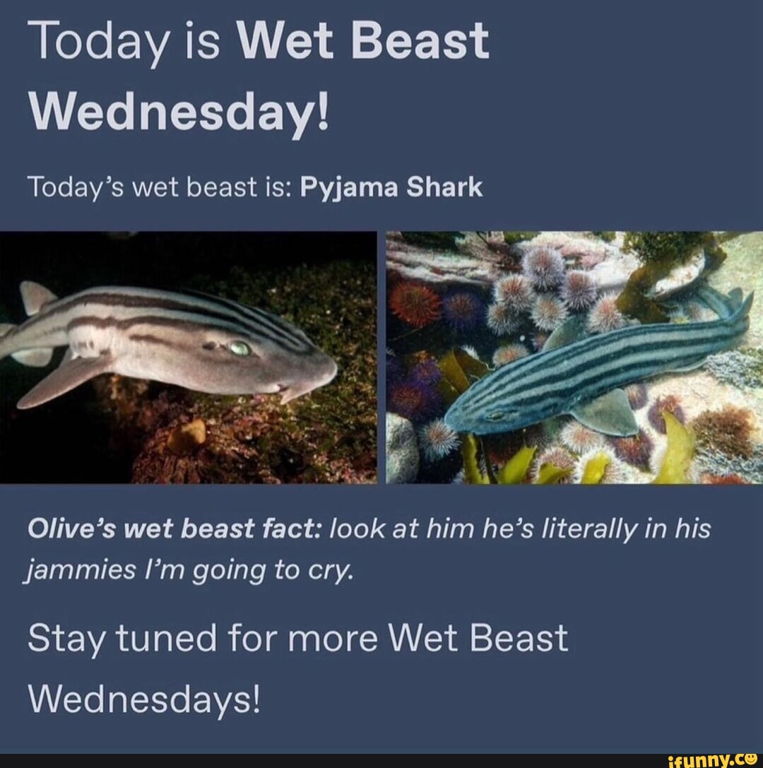 Jammies memes. Best Collection of funny Jammies pictures on iFunny