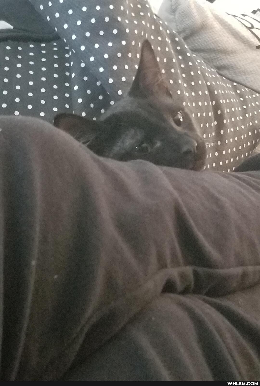 aww, cat