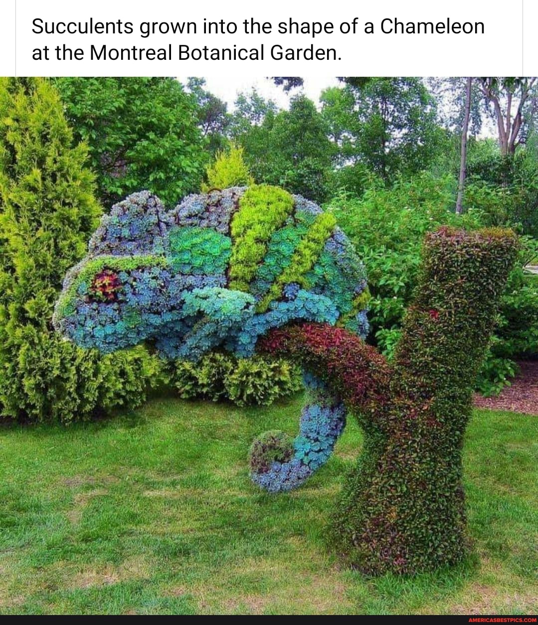 Succulents grown into the shape of a Chameleon at the Montreal Botanical Garden.
