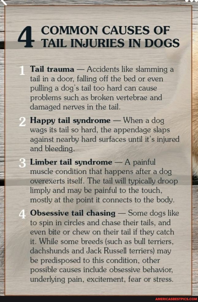 COMMON CAUSES OF TAIL INJURIES IN DOGS Tail trauma Accidents like