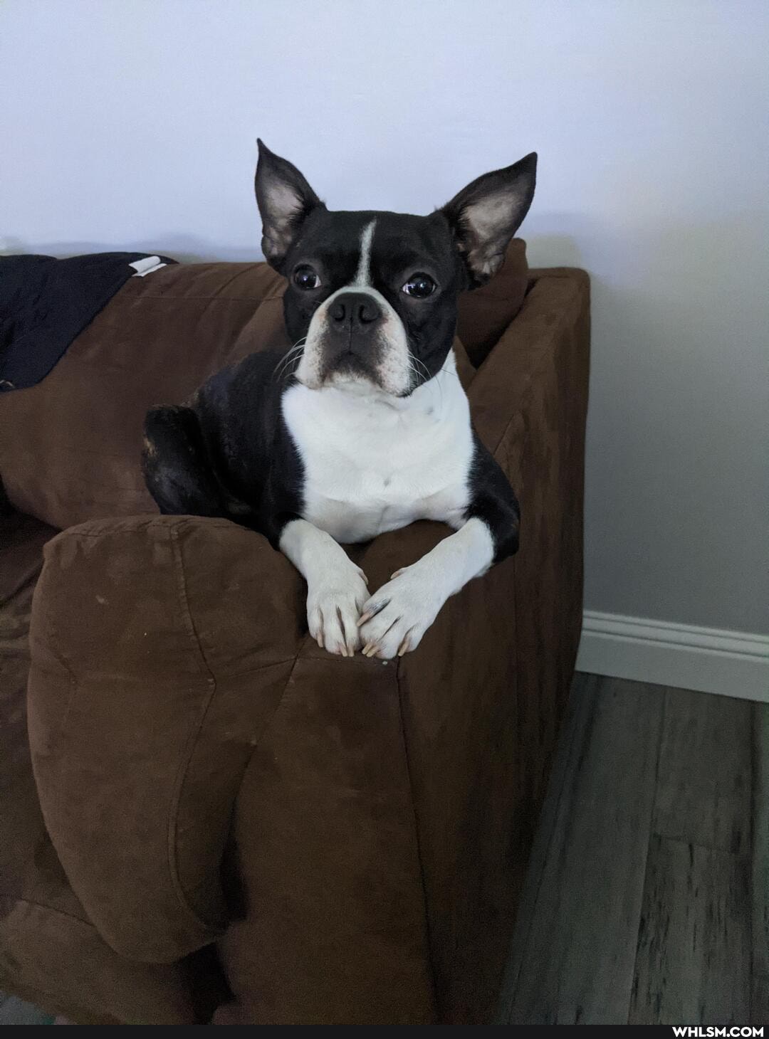 boston_terrier, aww
