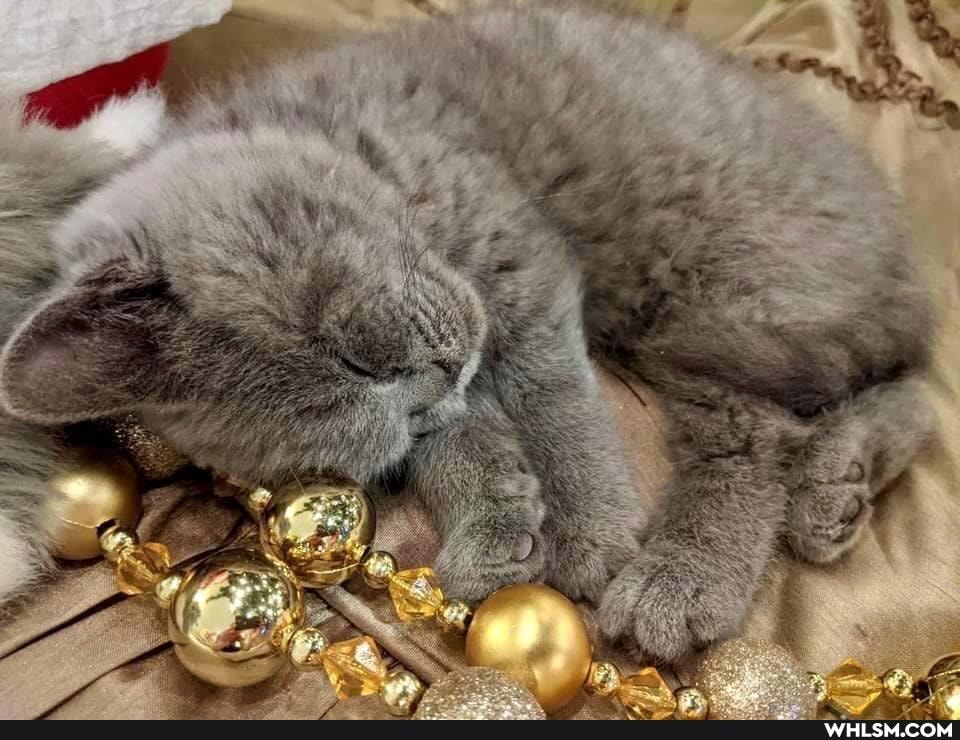 funny, cat, caturday