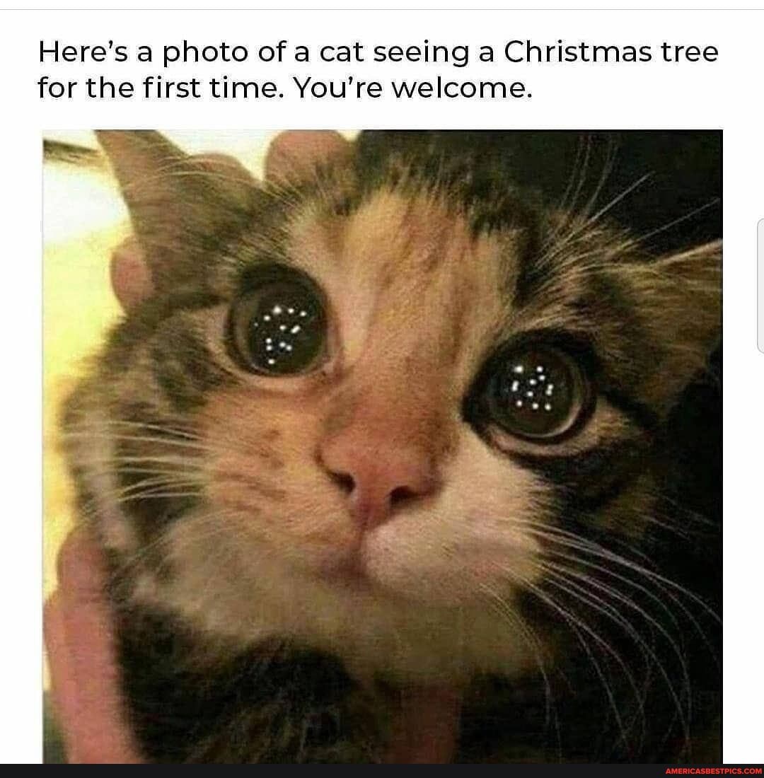 Here's a photo of a cat seeing a Christmas tree for the first time. You're welcome.