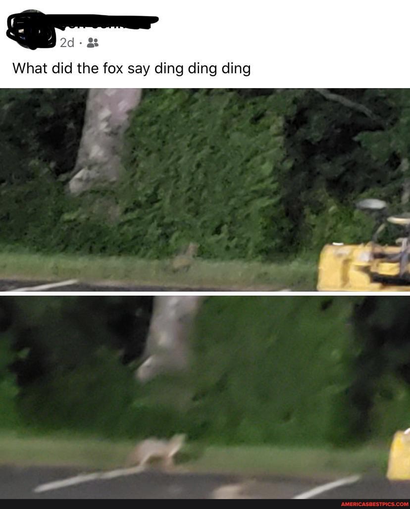 rr
What did the fox say ding ding ding
af