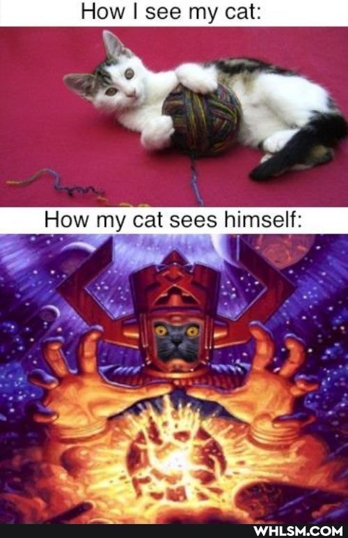 How I see my cat:
How my cat sees himself: