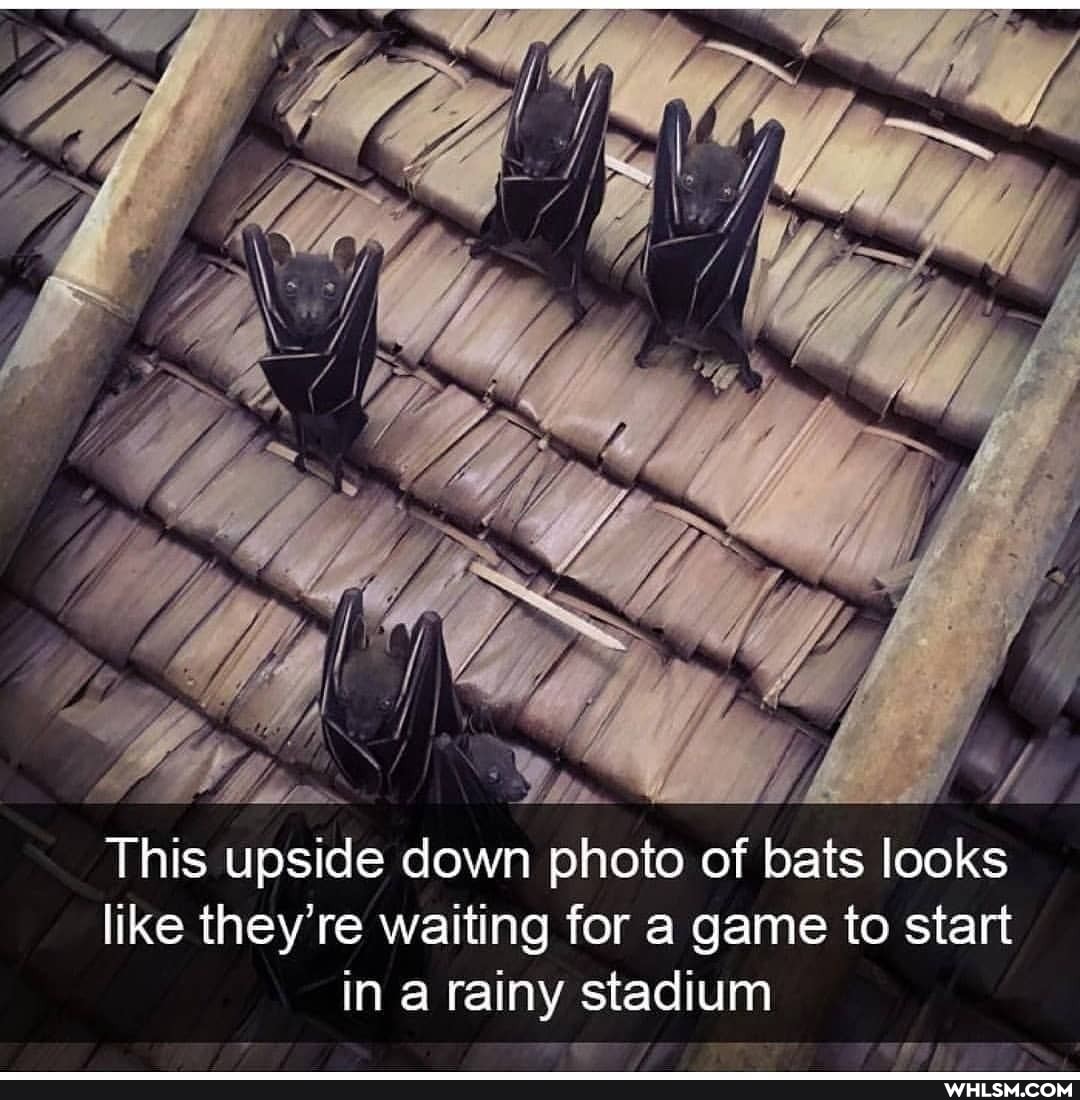 This upside down photo of bats looks like they re waiting for a game to start in a rainy stadium