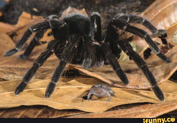 Chiasmocleis_ventrimaculata memes. Best Collection of funny