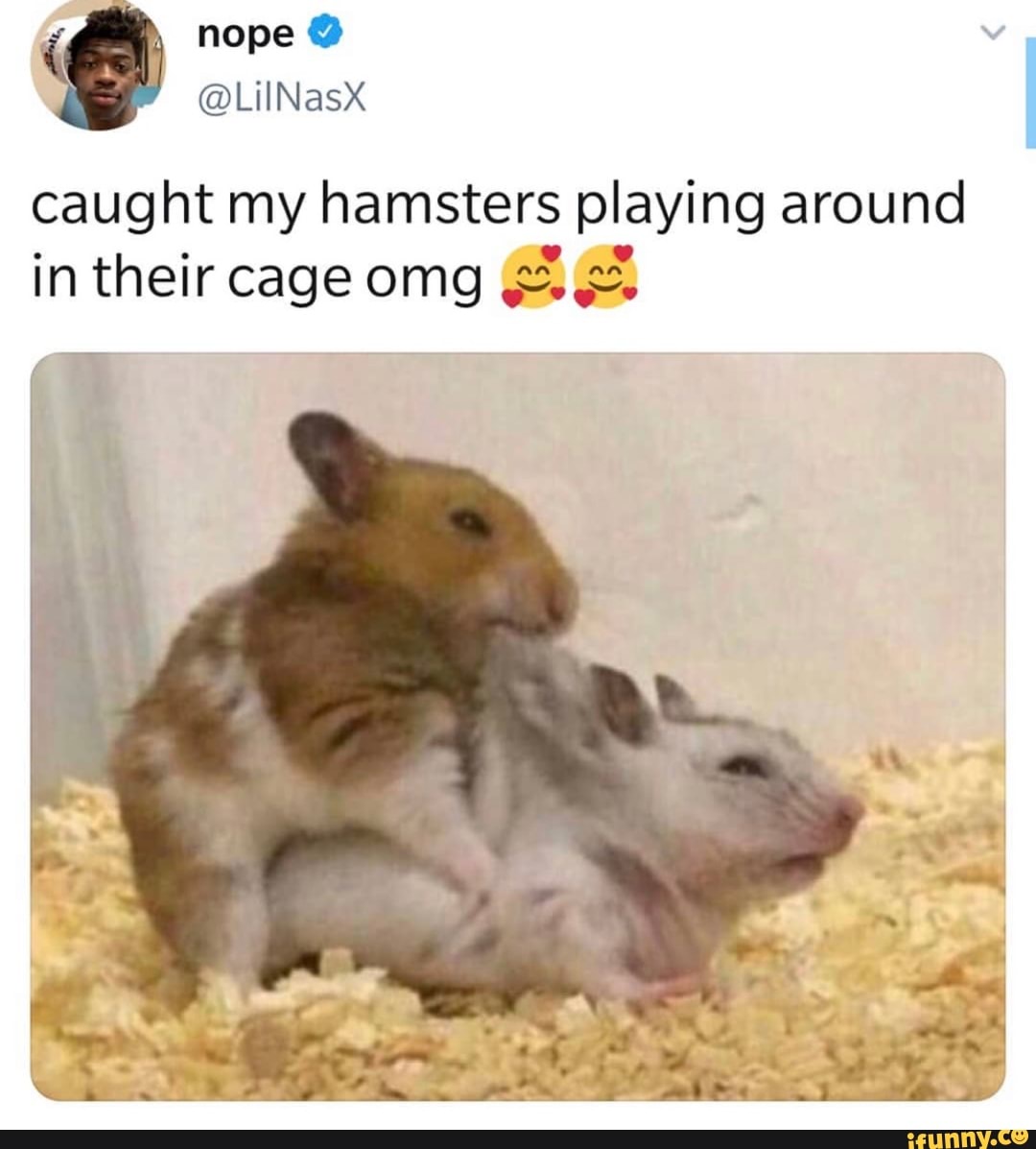 Caught my hamsters playing around in their cage omg .25.;3. - iFunny