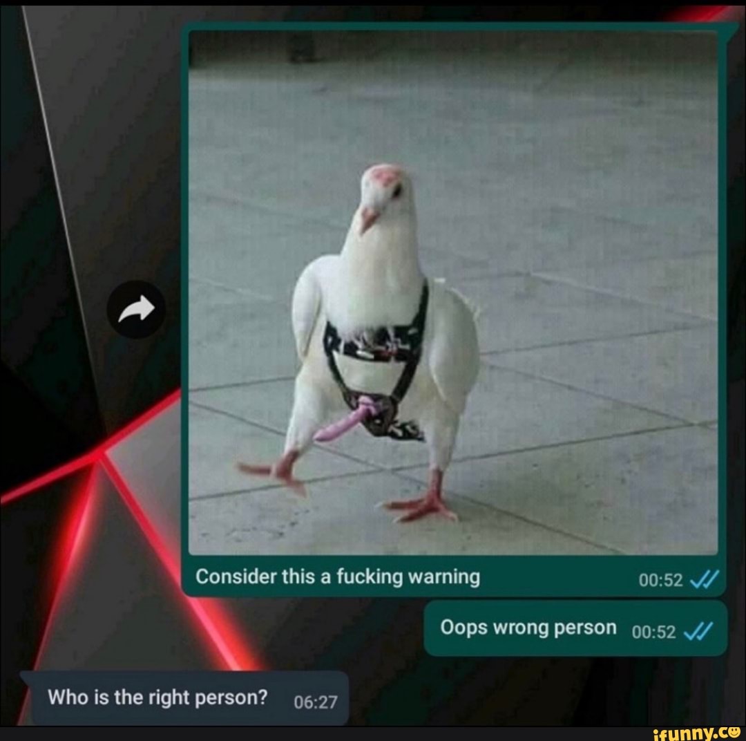 Pigeon strapon