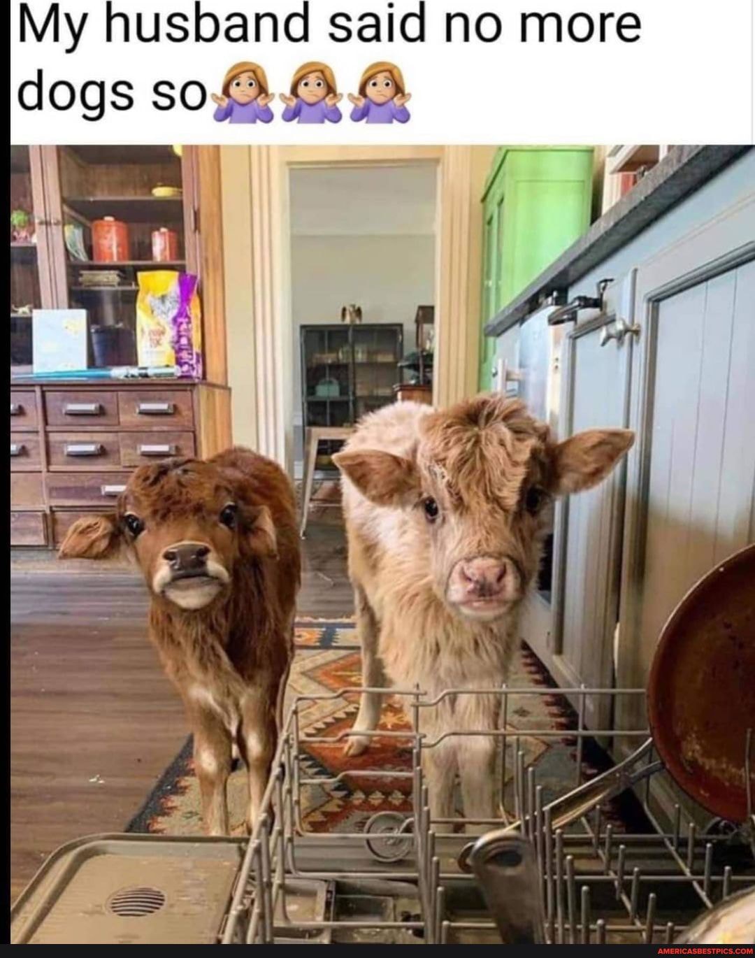 My husband said no more
dogs sop Ppp