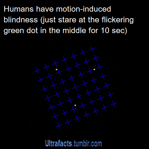 Humans have motioninduced blindness (just stare at the flickering