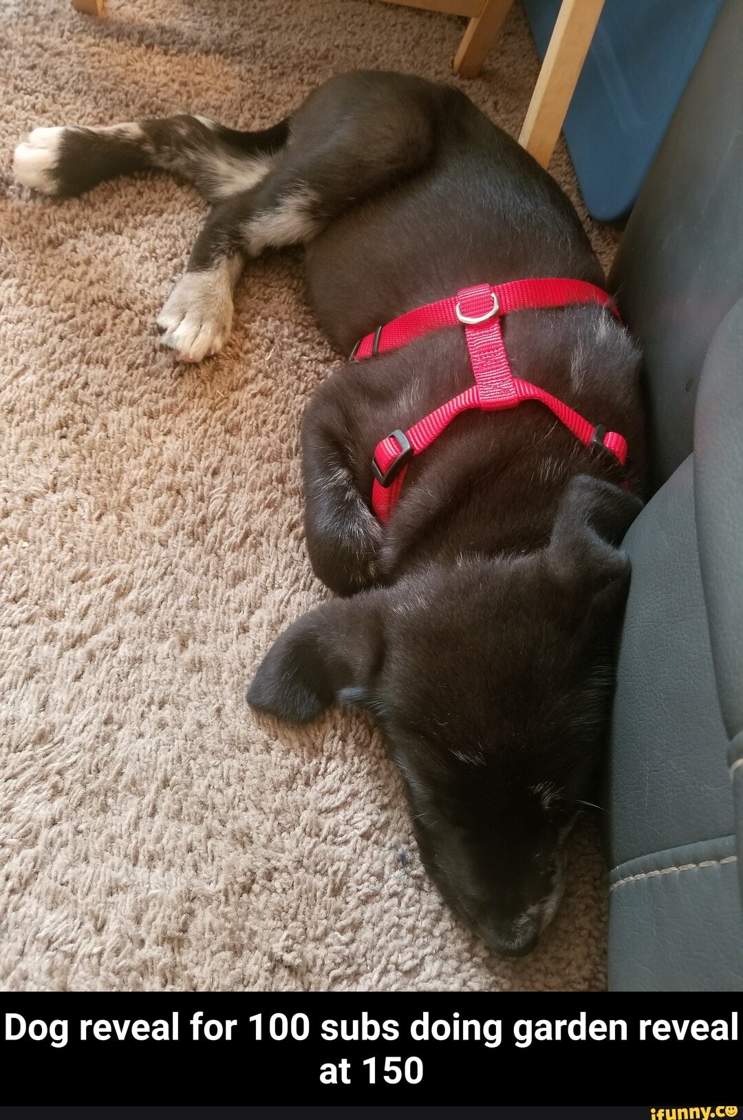 Dog reveal for 100 subs doing garden reveal at 150 - Dog reveal for 100 subs doing garden reveal at 150