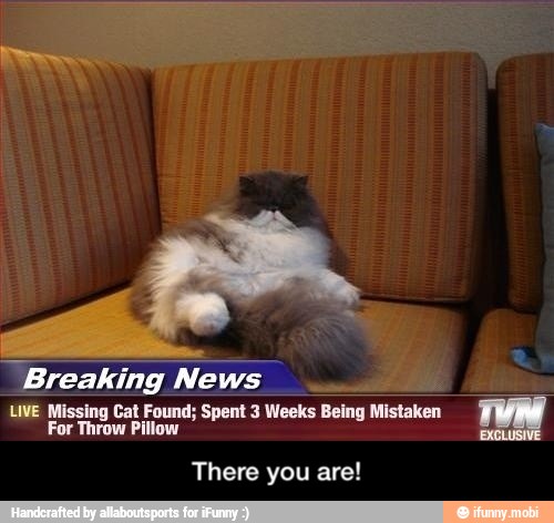 'Breaking News Found; We Mi LIVE Missing Cat Found; Spent 3 Weeks Being Mistaken
TUN
There you are! - There you are!