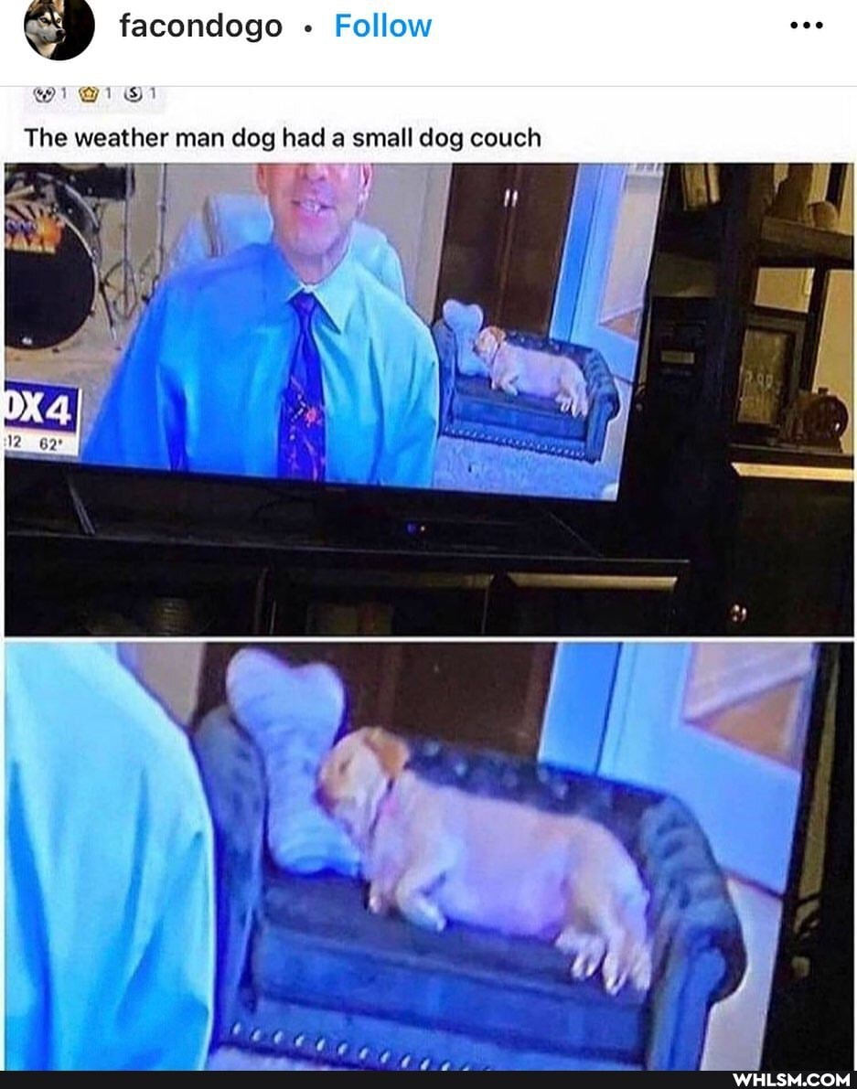 The weather man dog had a small dog couch