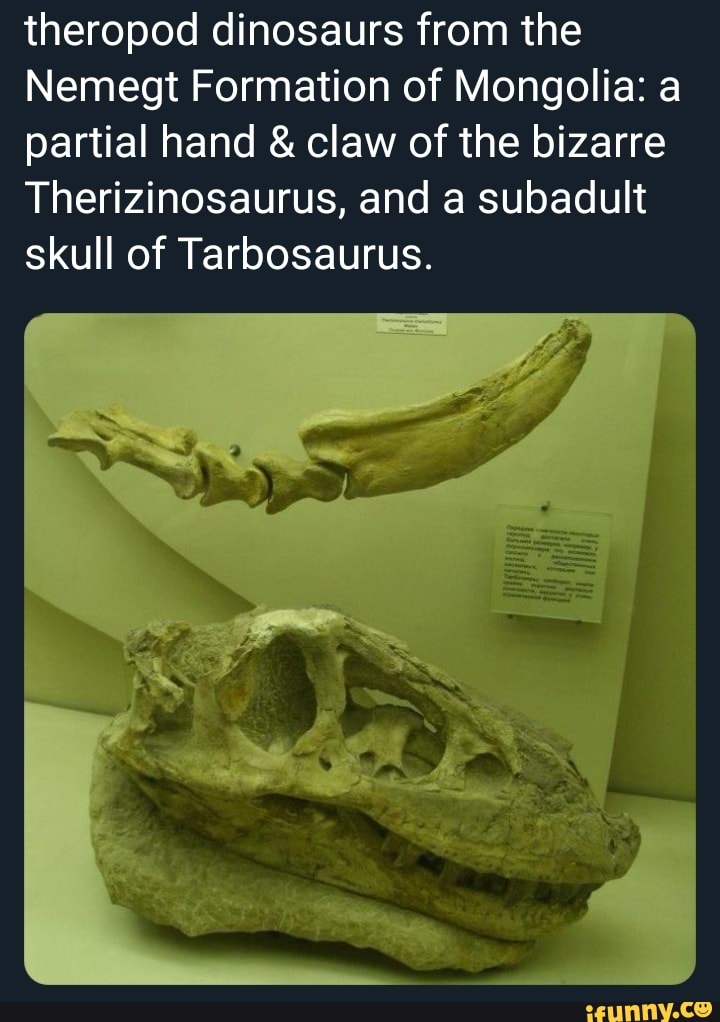 theropod dinosaurs from the
Nemegt Formation of Mongolia: a
partial hand claw of the bizarre
Therizinosaurus, and a subadult
skull of Tarbosaurus.