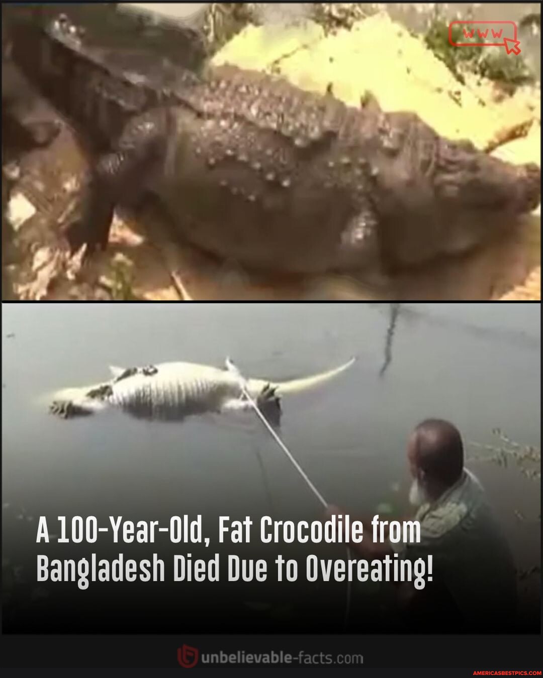 N/A - A100-Year-Old, Fat Crocodile from Bangladesh Died Due to ...