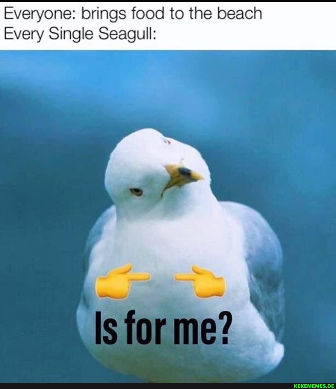 Everyone: brings food to the beach
Every Single Seagull:
Is me?