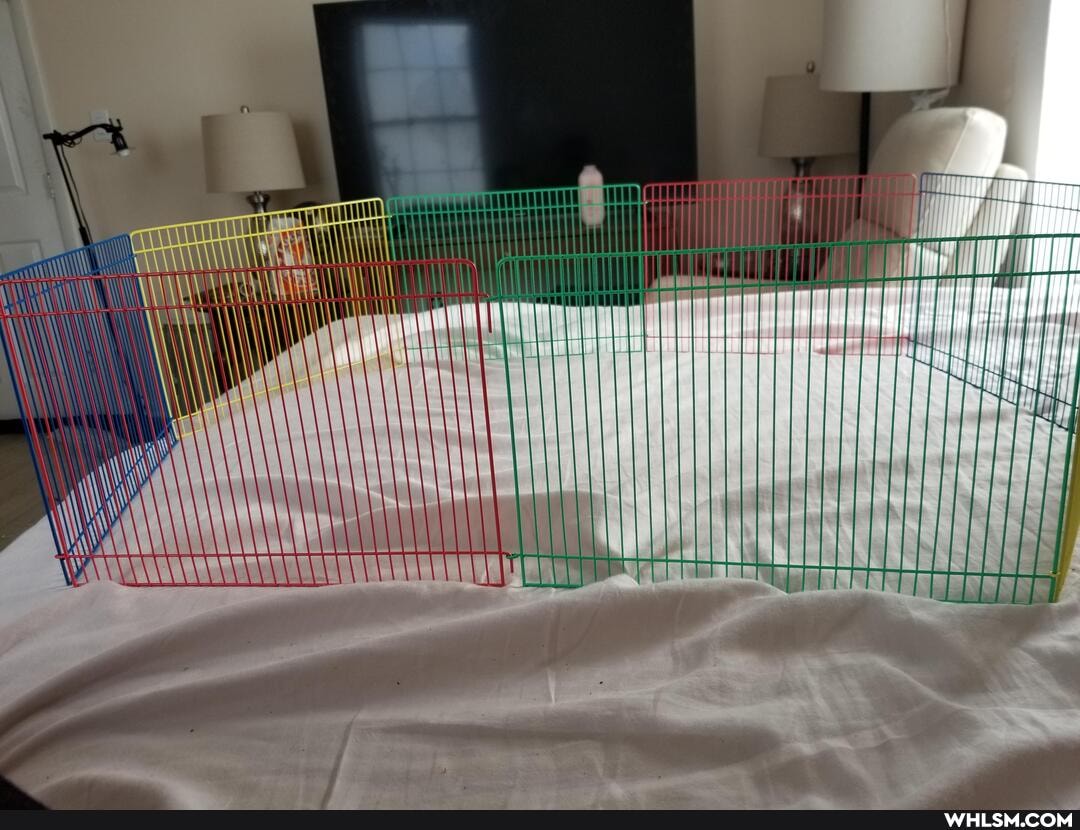 rats, pets, advice_animals