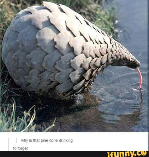 cute, pangolin, tumblr
