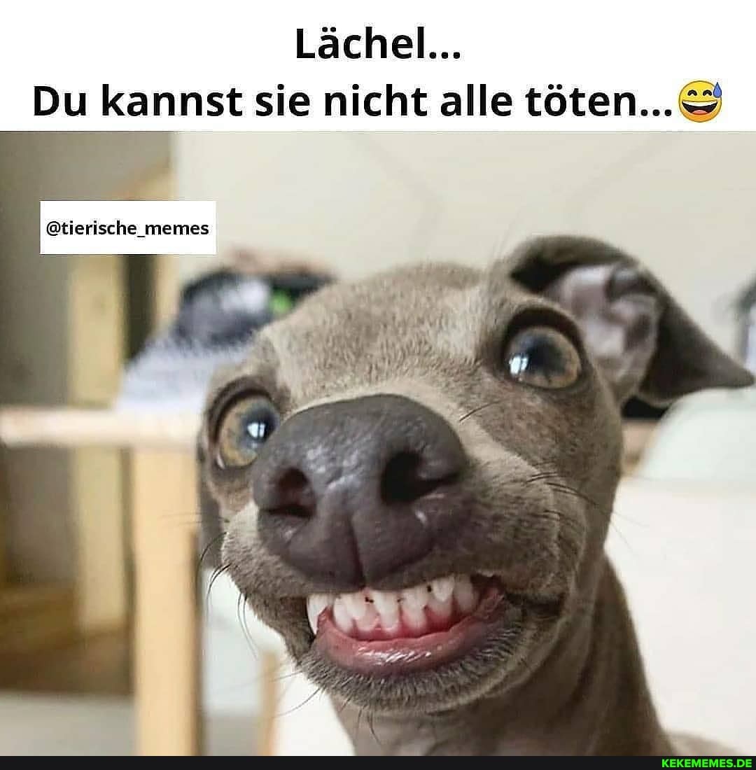 Lächel...
Du kannst sie nicht alle töten...
@tierische_memes